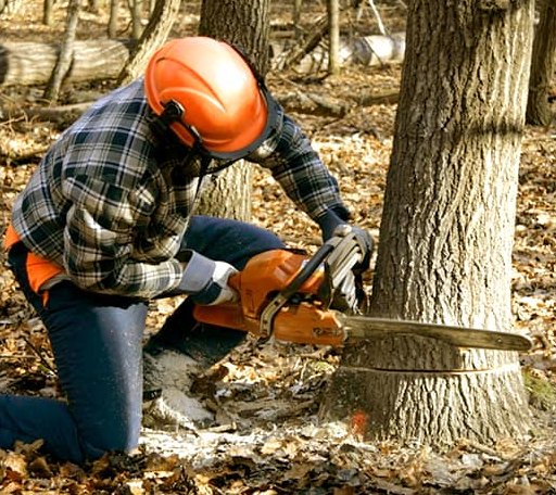 Tree Removal in Louvale, GA